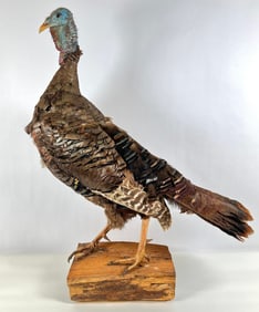 Taxidermy - Eastern Tom Turkey Mount