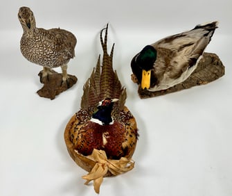 Taxidermy - Water Fowl