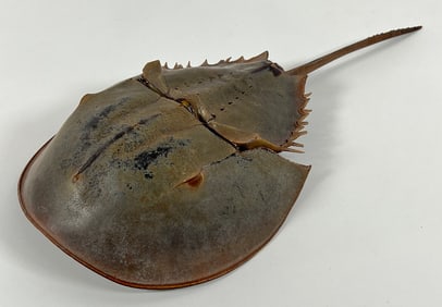 Taxidermy - Horseshoe Crab - Limulus Polyphemus