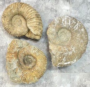 Collection of Ammonite Fossils