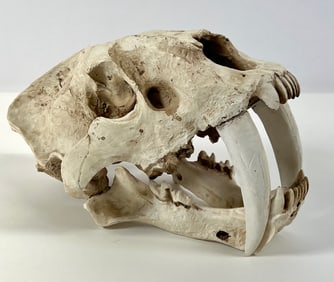 Model Skull of a Saber-Toothed Predator