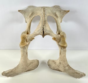 Taxidermy - Giant Pelvis