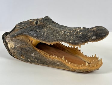 Taxidermy - American Alligator Head