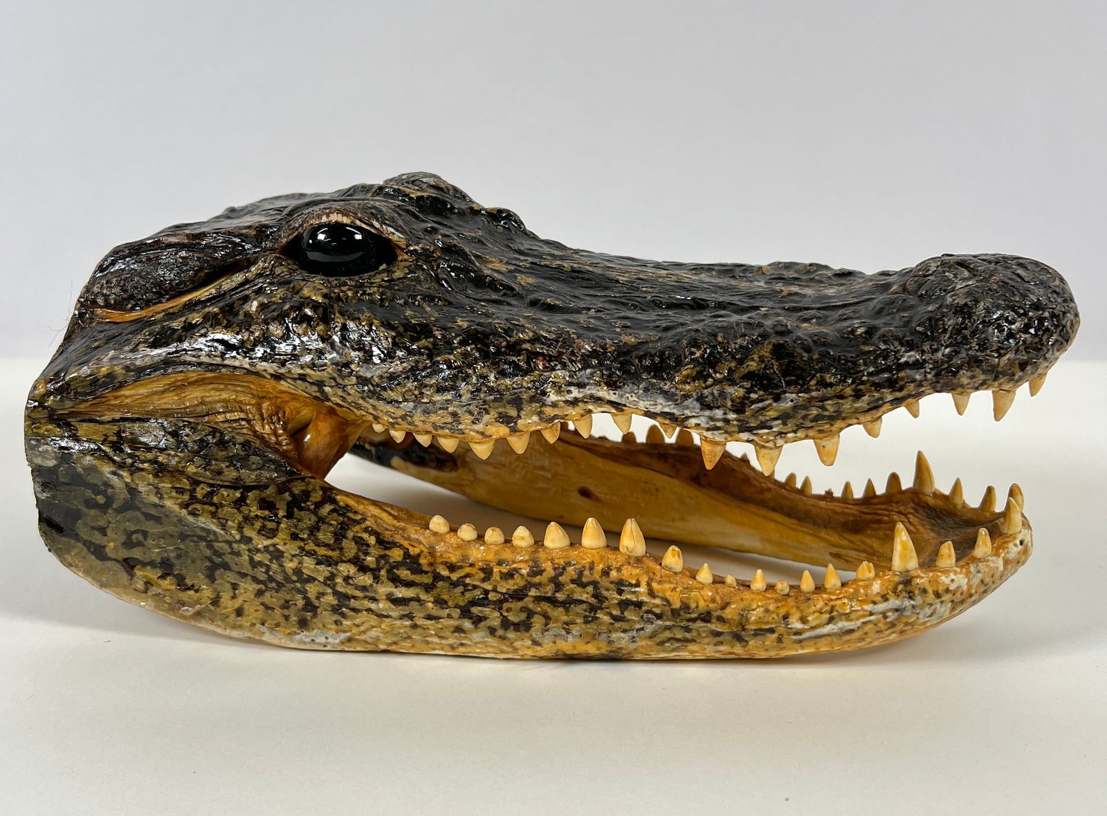 Taxidermy - American Alligator Head (1 of 2)