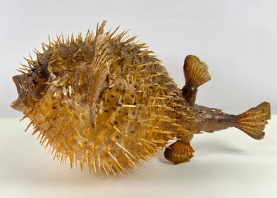 Taxidermy - Blowfish - Tetraodontidae