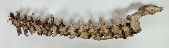 Taxidermy - Mysterious Mossy Spine