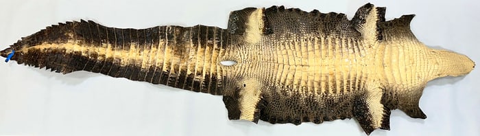 Taxidermy - Alligator Skin