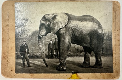 JUMBO ELEPHANT CABINET PHOTOGRAPH