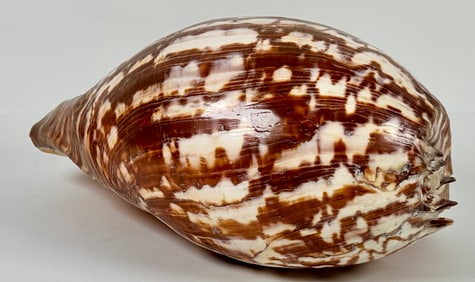 LARGE MELO MELO SEA SHELL CONCH
