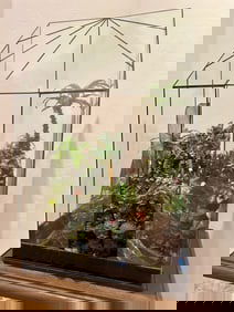 HAWAIIN GARDENS - LADY JANE MINIATURE