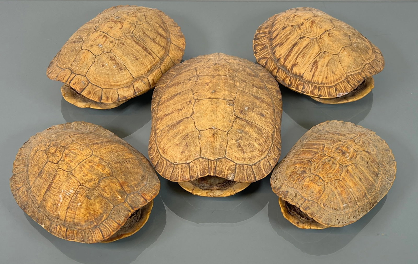 COLLECTION OF TORTOISE SHEELS: LARGEST IS 7"X6"X2"