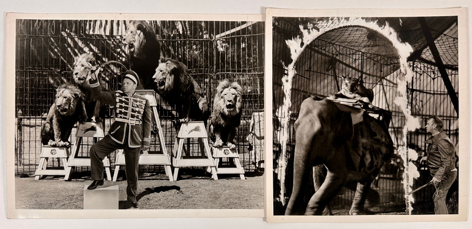 WALLACE BERRY PERFORMING LIONS (1 of 6)