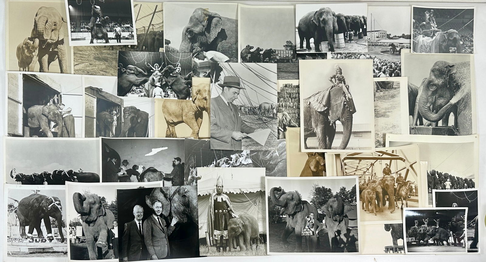 CIRCUS ELEPHANT PHOTOGRAPH COLLECTION (1 of 5)