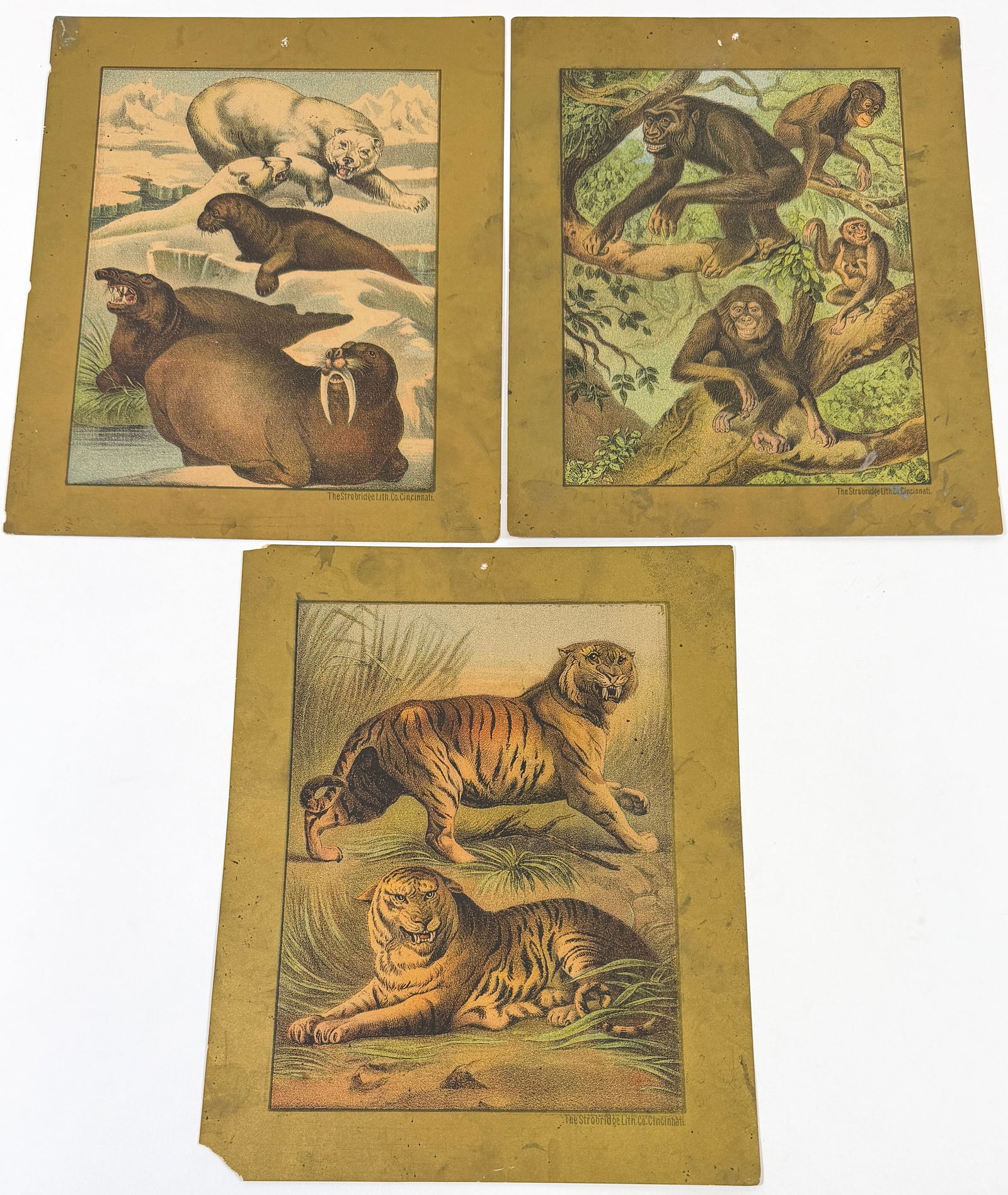 SELLS BROS. ENORMOUS RAILROAD SHOWS LITHO COURIERS: SET OF THREE LITHO COURIERS STROBRIDGE LITHO FOR SELLS BROS. ENORMOUS RAILROAD SHOWS, C.1880'S. LESSONS IN NATURAL HISTORY SERIES: TIGER, GORILLA, SEA LIONS, SEA ELEPHANTS, WALRUS, WHITE BEAR. EACH WI