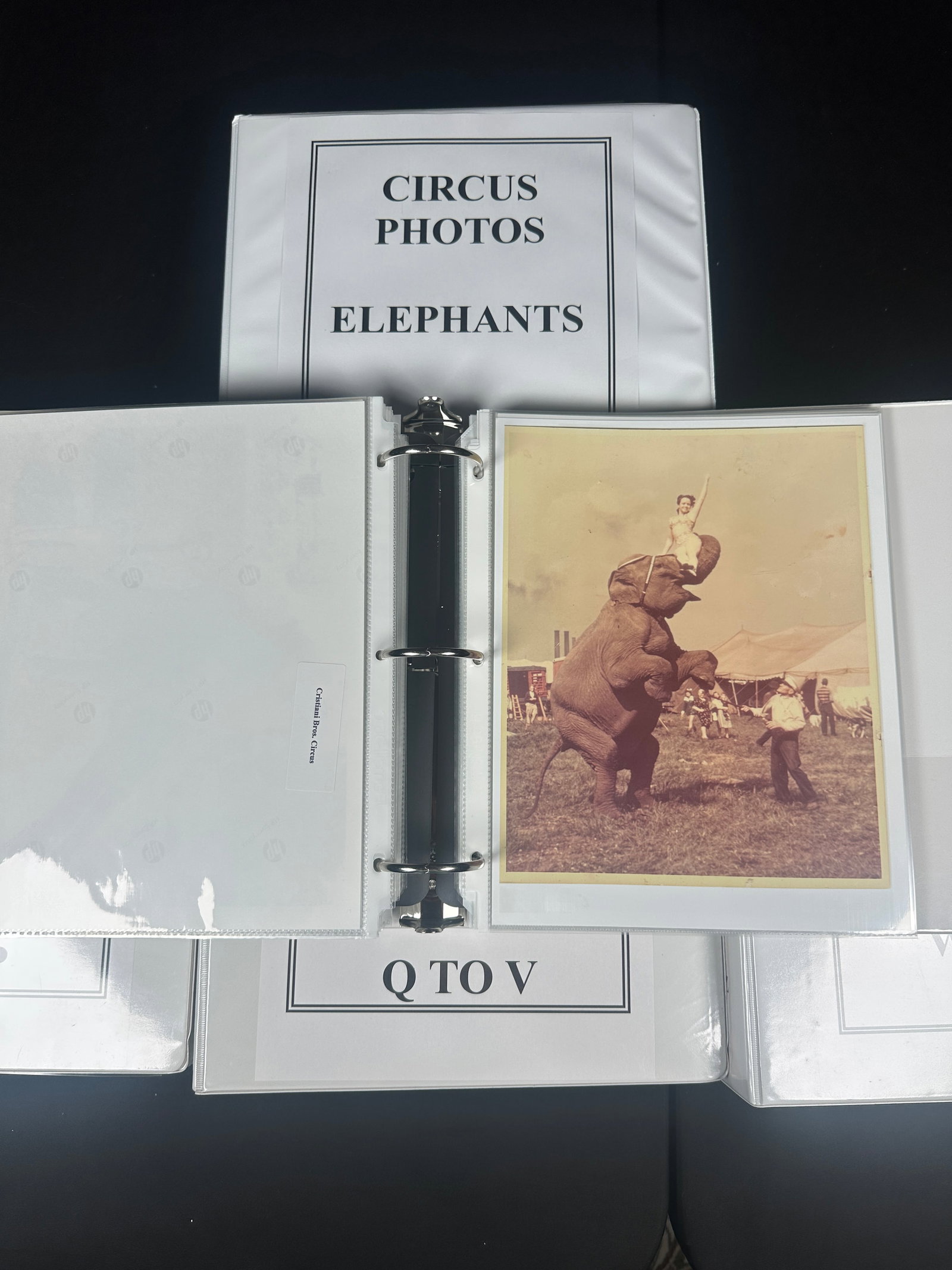 Expansive Circus Elephant Photograph Archive: Elephant Photos A to Z. Five-volume annotated elephant archive. Approximately 600 photo prints, fully annotated. Made up of elephants organized A-to-Z by names and circuses. Wonderfully put together i