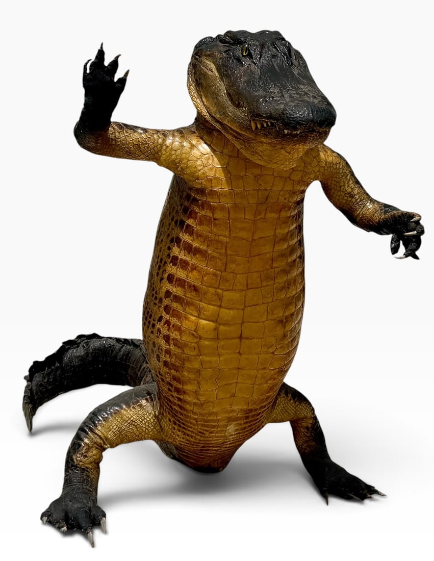 TAXIDERMY - FREE-STANDING ALLIGATOR: FLOOR STANDING ALLIGATOR TAXIDERMY. LIGHT SCATTERED WEAR, REPAIR TO TOE. 33"H. REQUIRES LOCAL PICK UP ONLY.