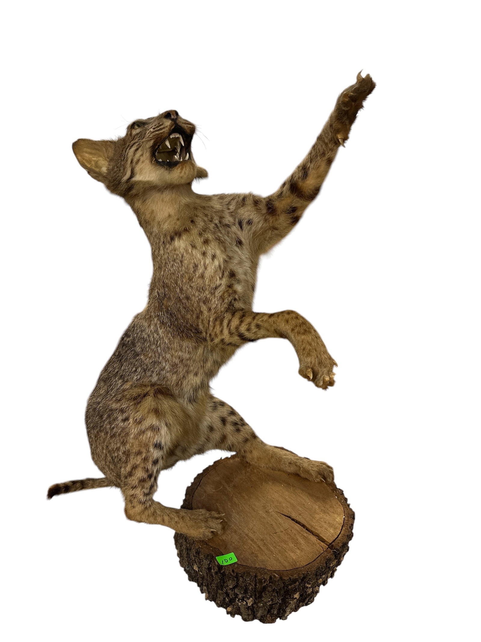 TAXIDERMY - FREE-STANDING BOBCAT OR LYNX: MOUNT OF A BOBCAT POSTED IN A STRIKING POSITION ON A WOODEN LOG SLICE. 28". REQUIRES THIRD PARTY SHIPPING.