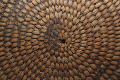 TULARE BASKETRY BOWL - 4