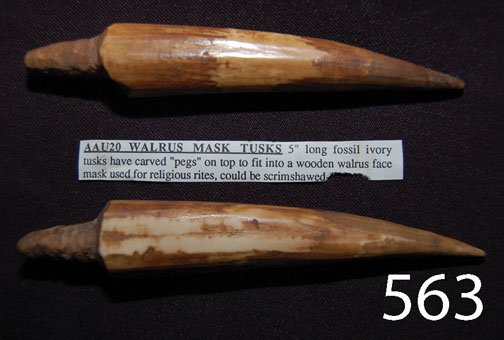 ESKIMO TUSKS: ca. PREHIST. carved fossilized ivory, ends have pegs to fit into walrus mask, 5" long.
