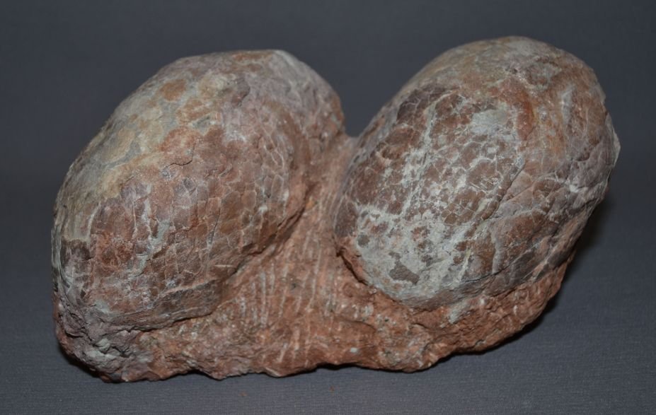 NEST OF DINOSAUR EGGS: prehistoric two fossilized eggs,5" x 5" x 10" Shipping charge are for the continental United States only There will be additional shipping fees on shipments to Hawaii, Alaska and outside the United St