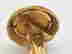 item-144009052=4