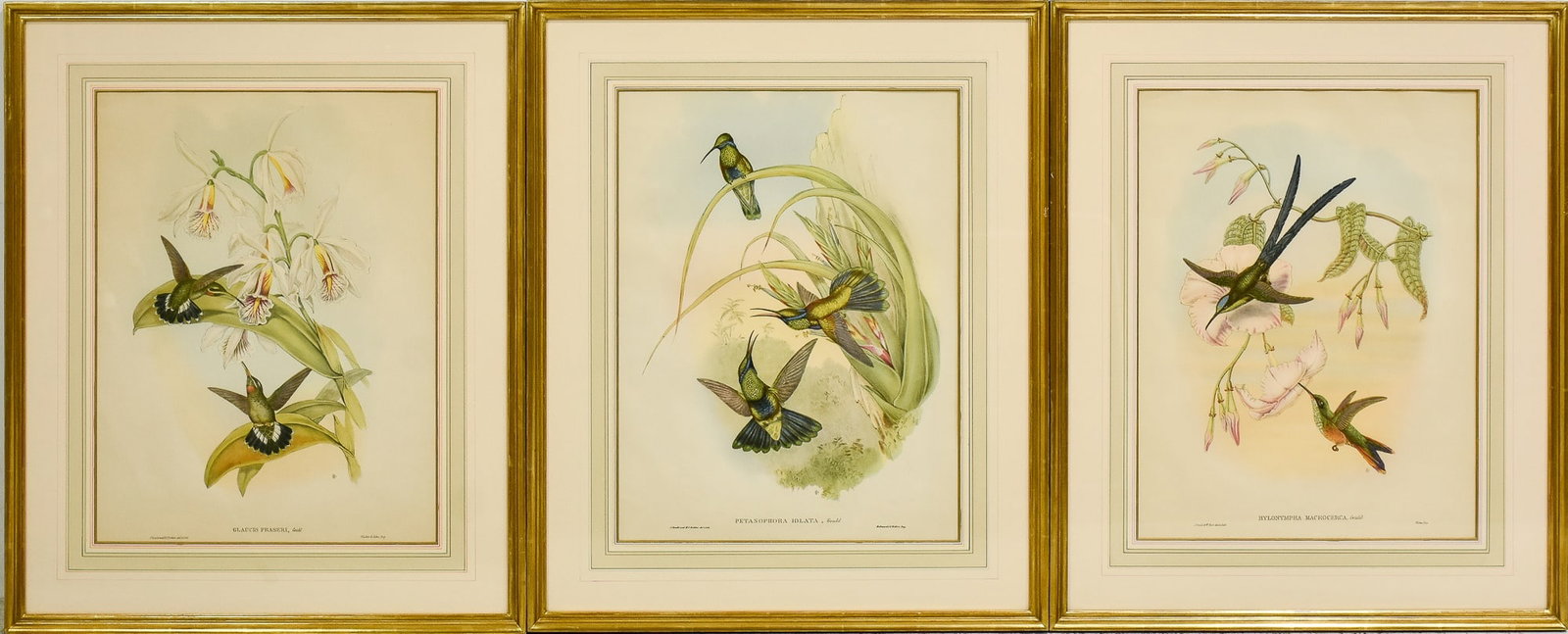 Group of 3 Hummingbird Studies: After J. Gould Reproductions * (Sight 19? h x 14 1/2? w, overall 27? x 22 1/4? ) Wear to frame, colors attenuated