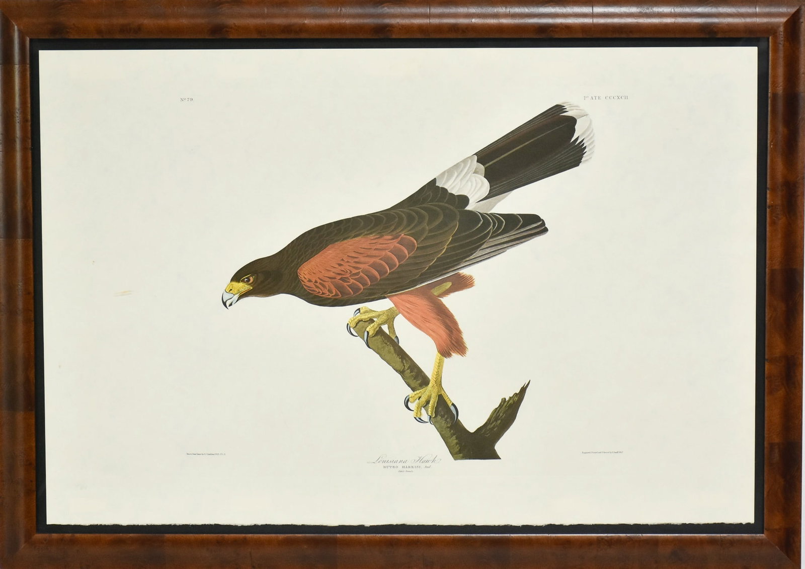 After John James Audubon: Louisianna Hawk Colored engraving * (Sight 27 1/2" h x 47 1/2" w Overall 32" x 45") glass seperating from frame