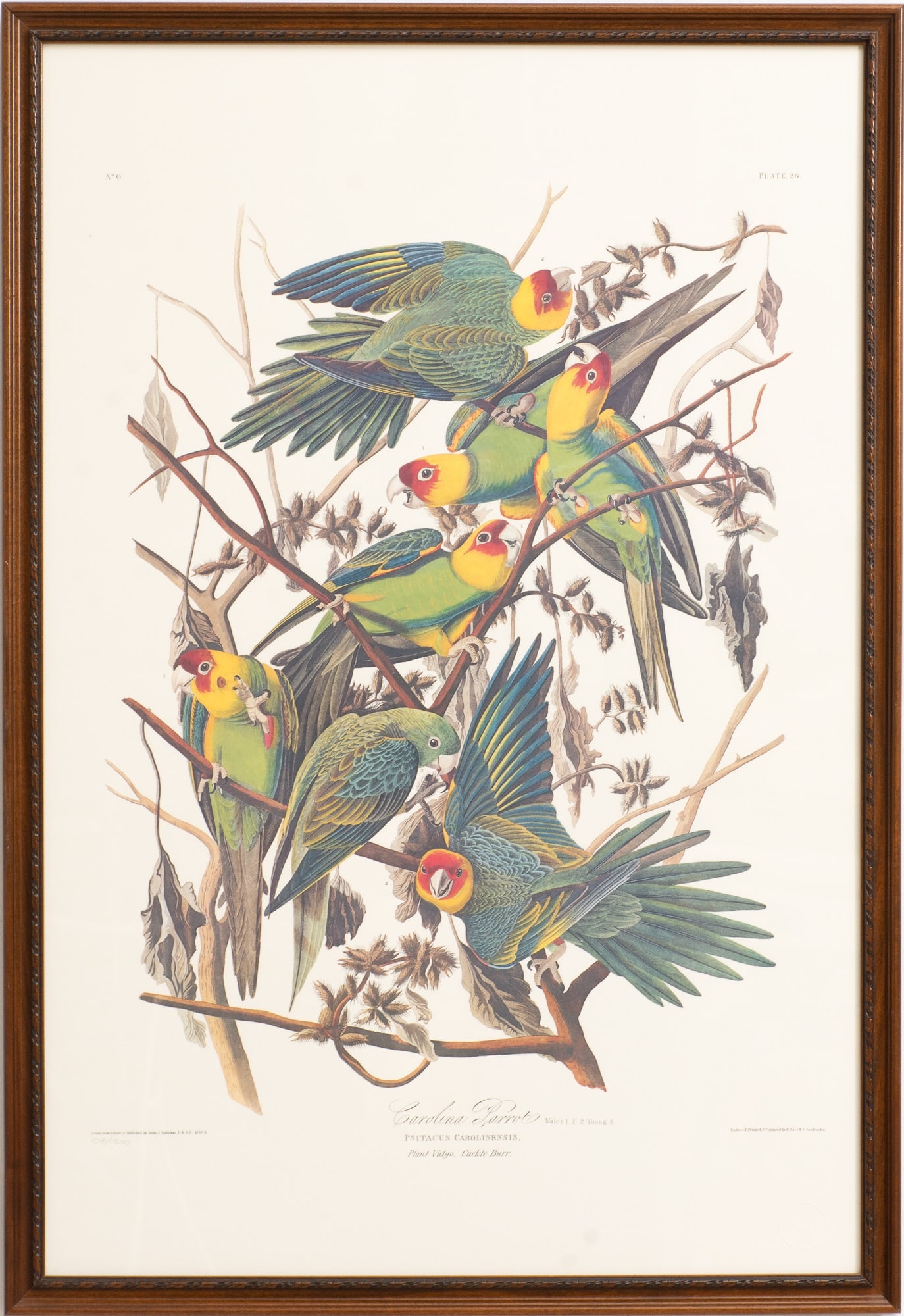 After John James Audubon: Carolina Parrot Color Lithograph, Numbered 104/1500 Sight 38 3/4" x 25 3/4"Overall 42" x 28 1/2"