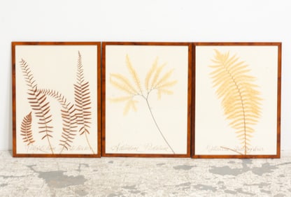 Three Dried Fern Specimens