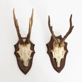 Pair of Mounted Antlers