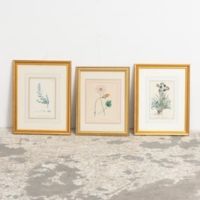 Group of Three Botanical Studies