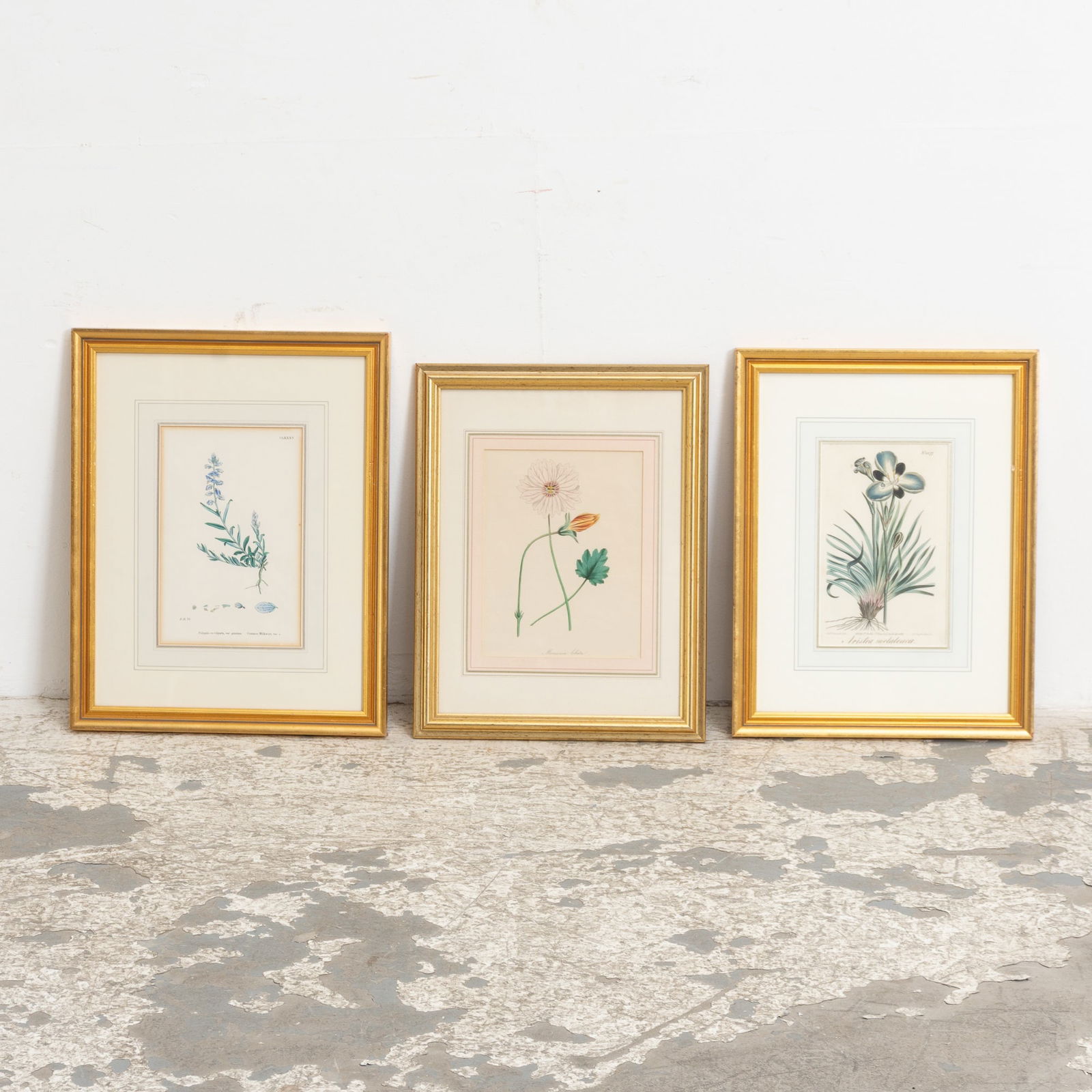 Group of Three Botanical Studies (1 of 5)
