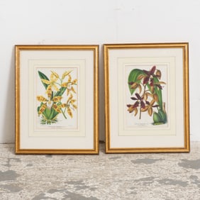 Two Orchid Studies