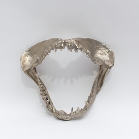 Silvered Shark Jaw