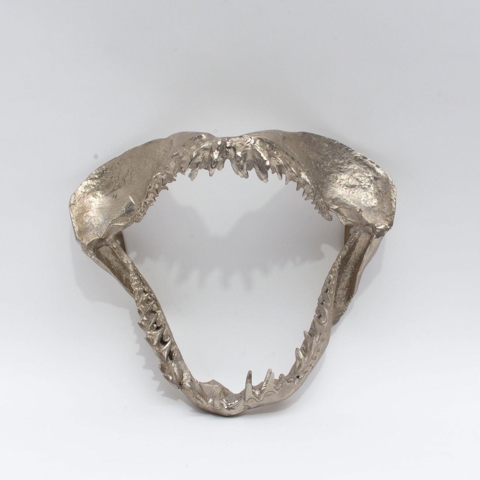 Silvered Shark Jaw (1 of 11)