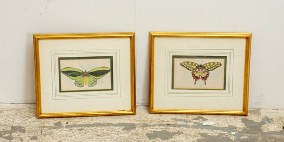 Pair of Butterfly Studies