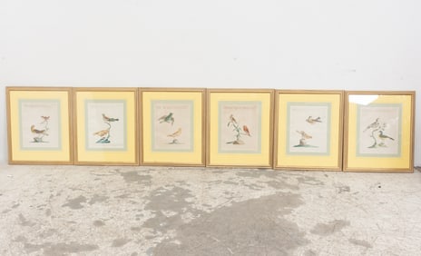 Set of Six Bird Studies
