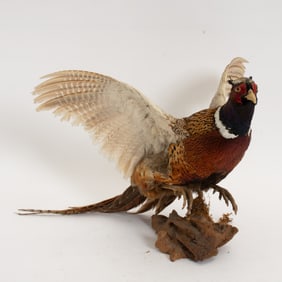 Taxidermy Pheasant