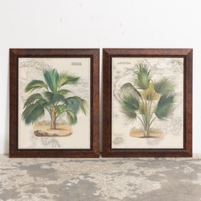 Two Plant Studies