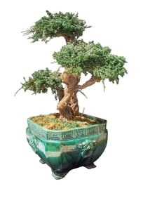 Green Ceramic Planter with Faux Bonsai