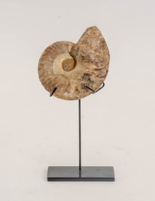 Ammonite Fossil on Stand
