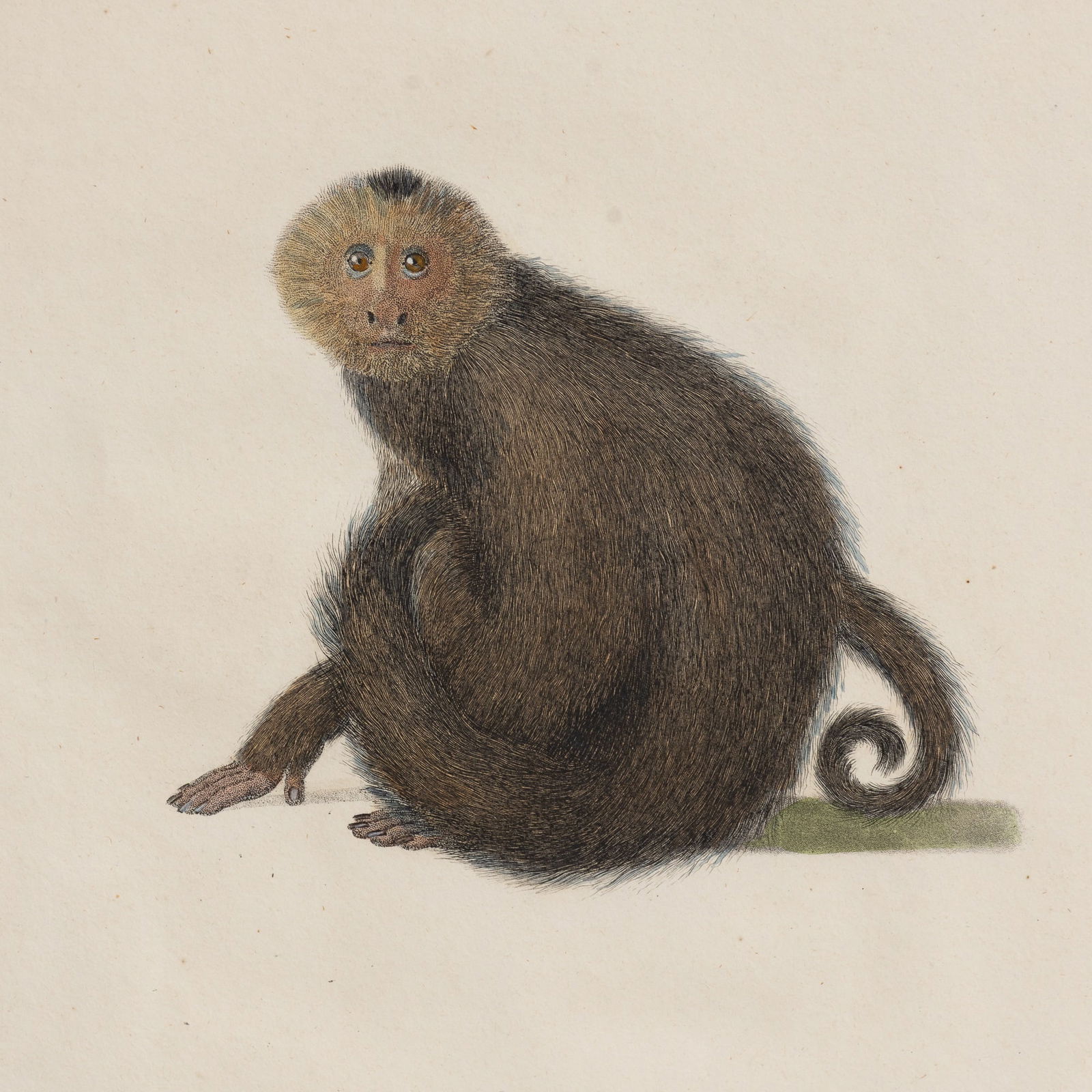 Jean Baptiste Audebert - 2