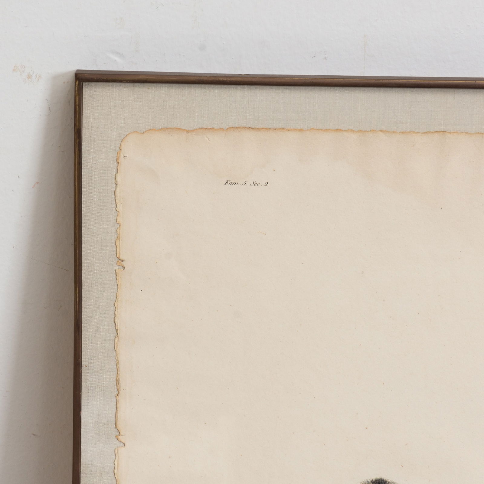 Jean Baptiste Audebert - 3