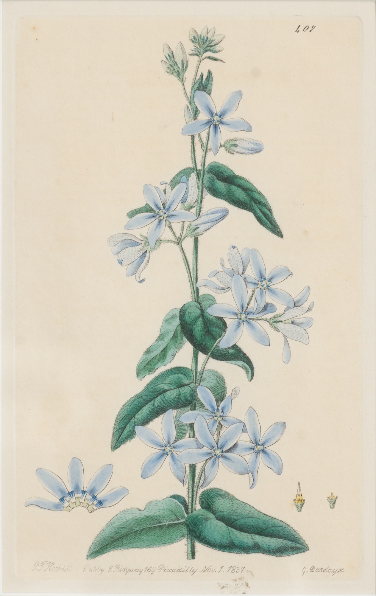 W.M. Curtis : Three - 2