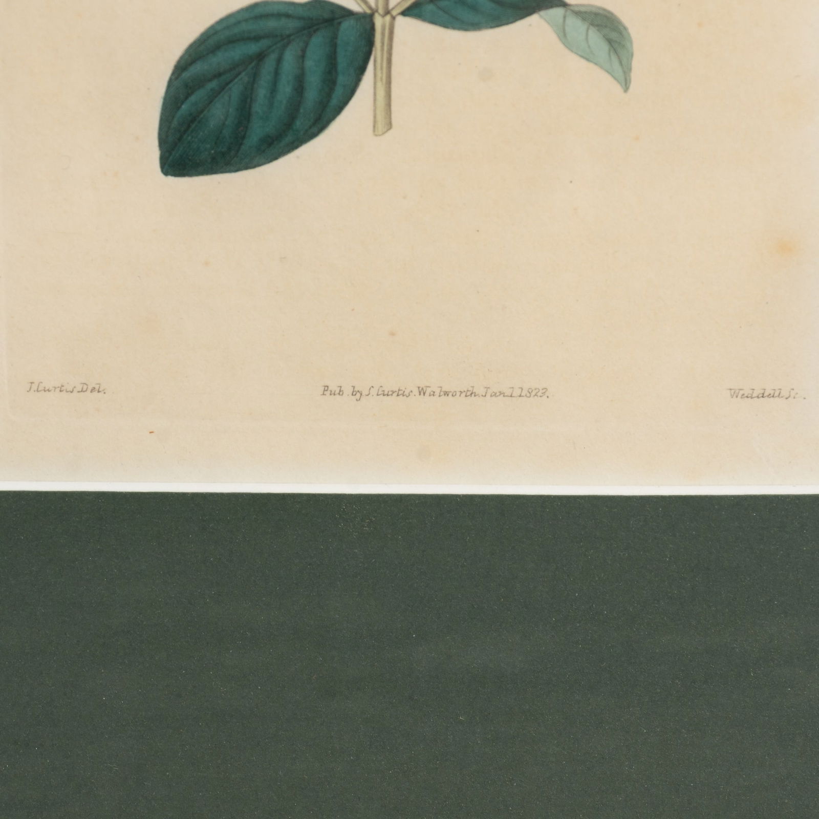 W.M. Curtis : Three - 5