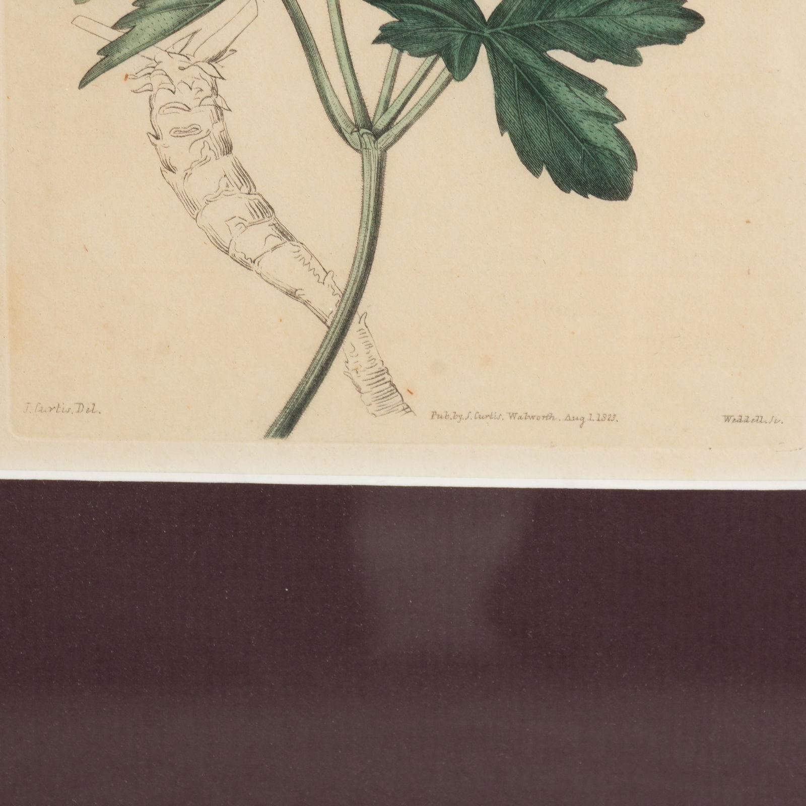 W.M. Curtis : Three - 7