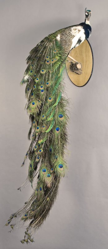 Taxidermy mount of a pied peacock hybrid