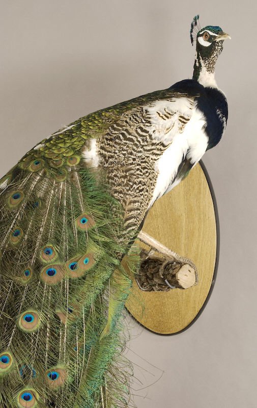 Taxidermy mount of a pied peacock hybrid - 2