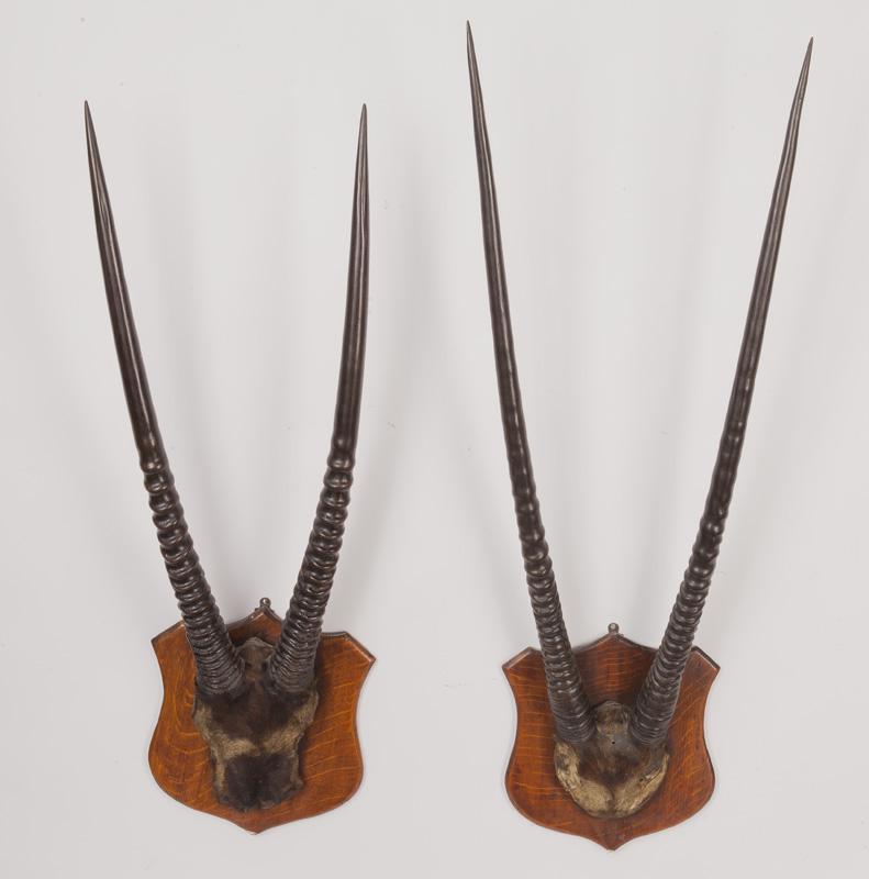 Pr. African Oryx Horns Mounted On Wood Bases.