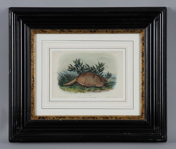 J.W. Audubon (Am. 1812-1862), audubon print: Nine-banded Armadillo, Drawn from nature by J.W. Audubon, Lith. Printed and cold. By J.T. Bowen, Phil on Stone by W.E. Hitchcock, No. 30, Plate CXLVI, 6"H x 9"W, Frame: 17"H x 20"W,